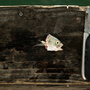 Fish Bait