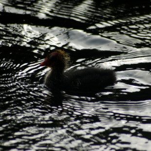 Waterbird